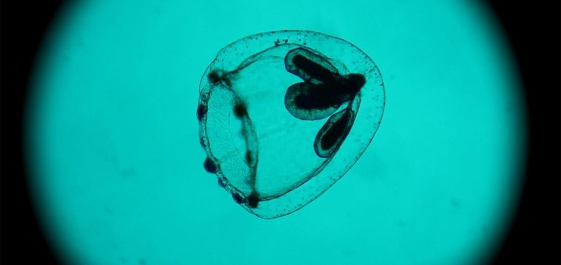 Workshop | Il Suono al cinema | Sound Design e Musica per il Cinema